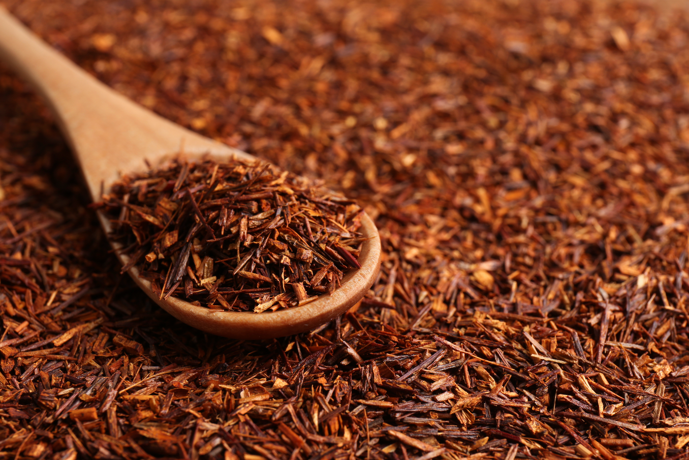 Rooibos vs thé : quelles différences ?