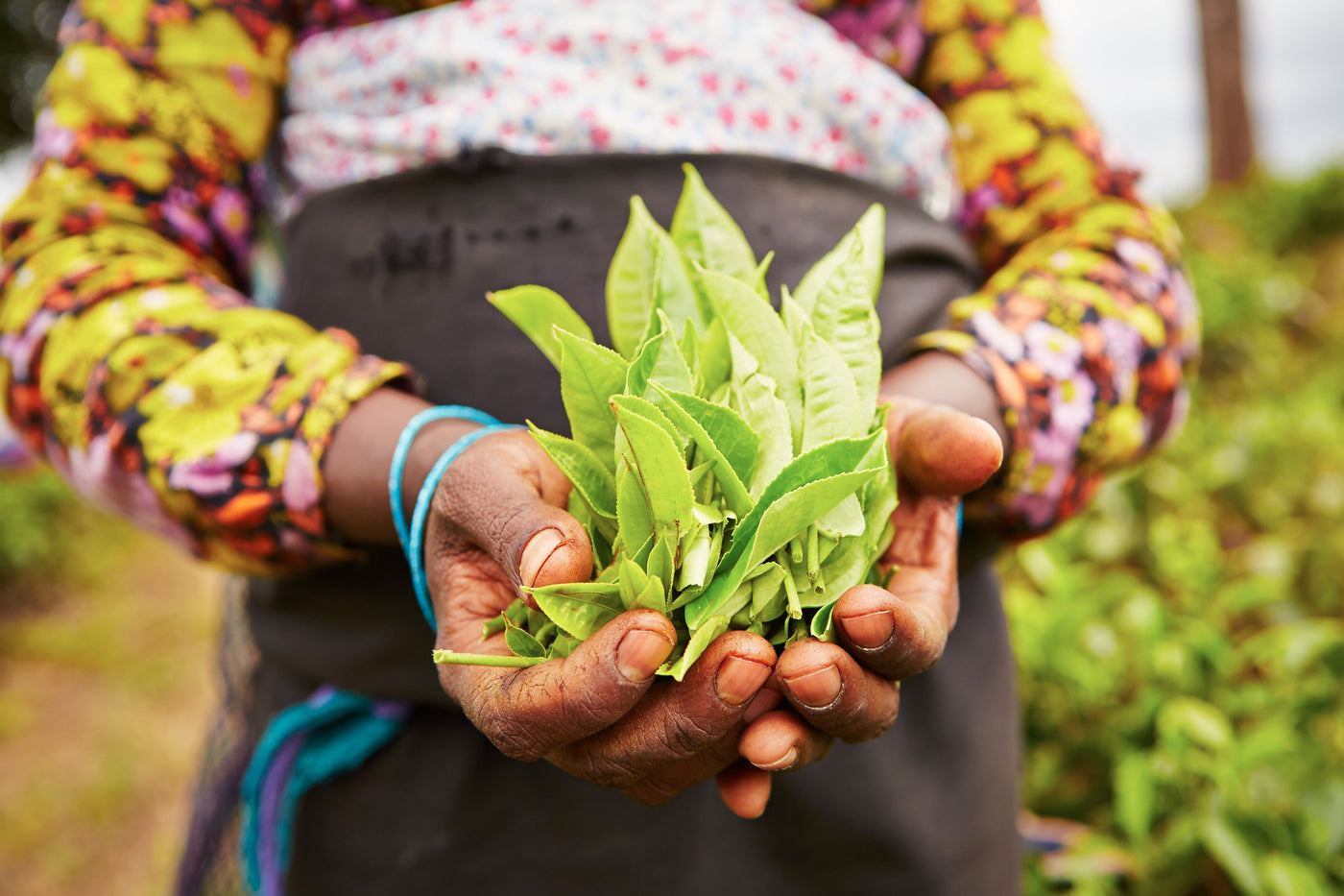 Combien de tasses de thé par jour ?